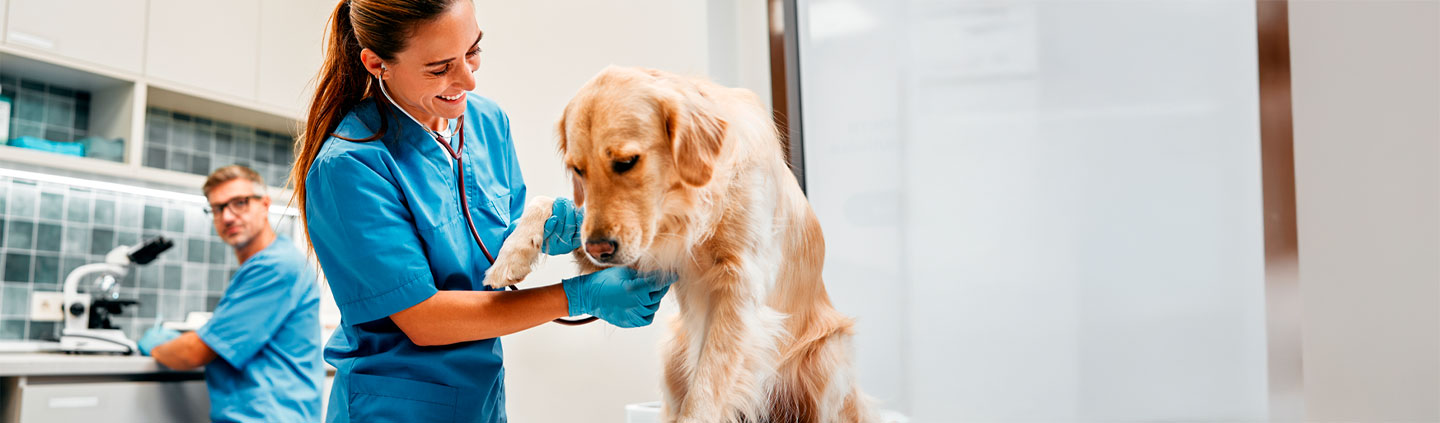 La carrera de Asistente de Veterinario te permitirá apoyar al veterinario en el trabajo clínico, en el proceso de asistencia clínica, emergencias e intervenciones quirúrjicas.