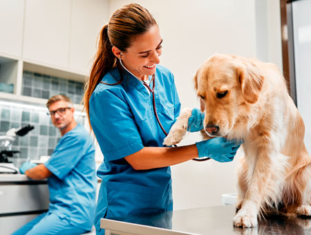 Certificado en Asistente Veterinario